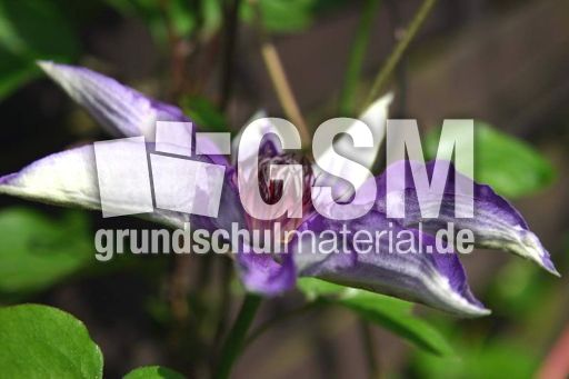 Clematis-lila-4.jpg